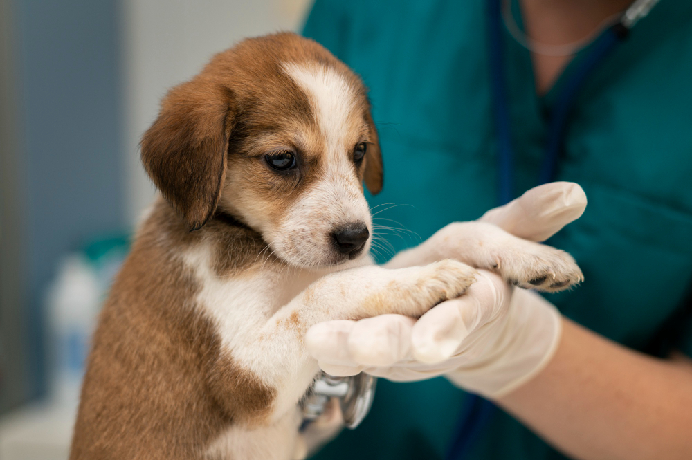 about our veterinary practice  Irving, TX