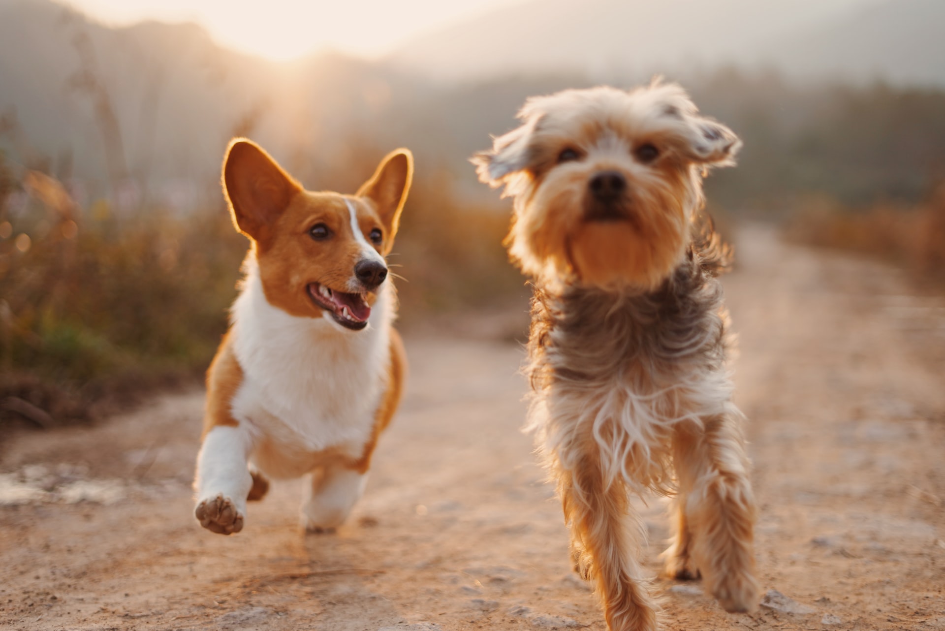 Veterinarian in Irving, TX