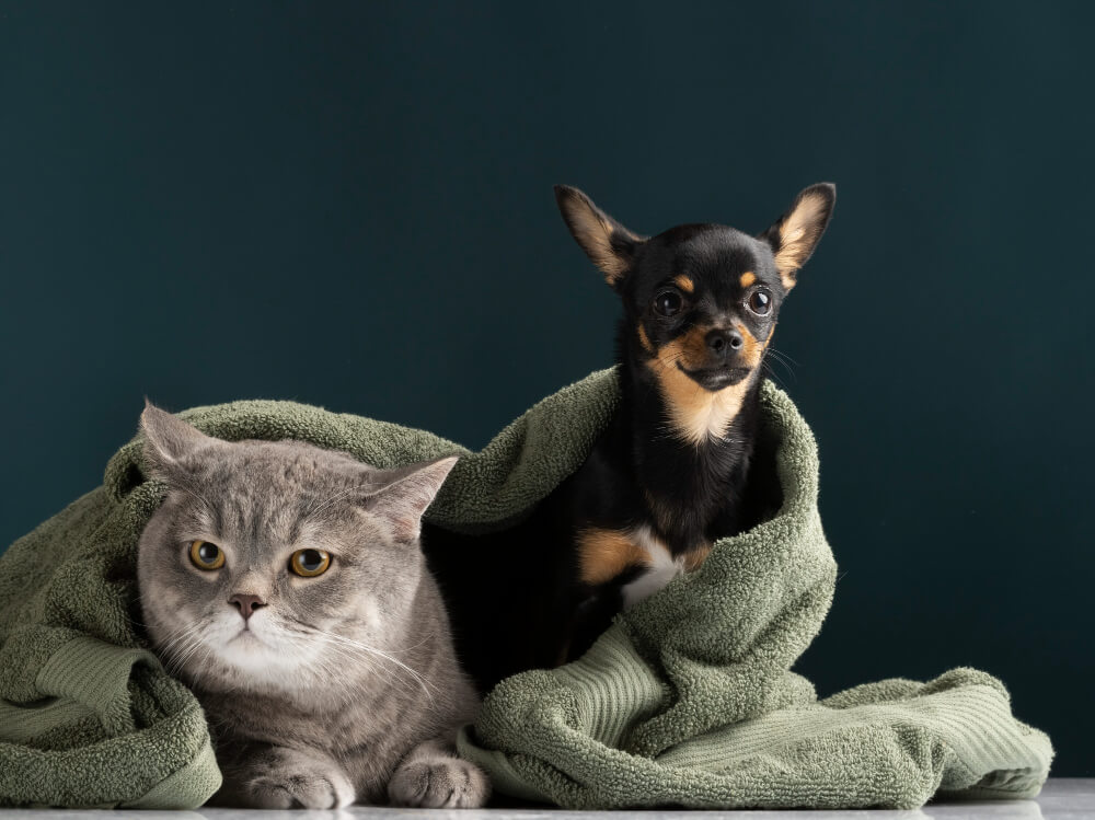 Spay and Neuter  Irving, TX