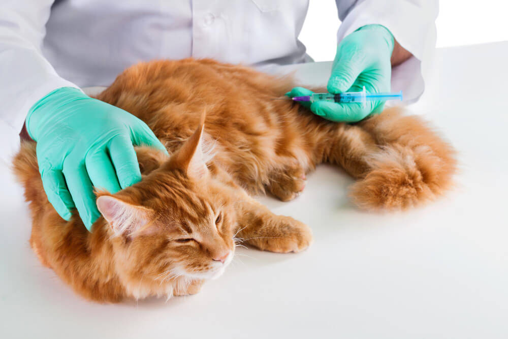 Vaccinations  Irving, TX